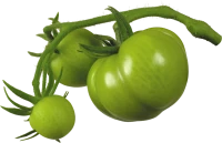 WEBP
