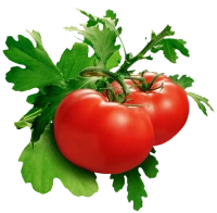 WEBP
