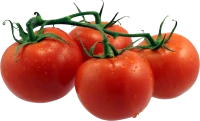 WEBP