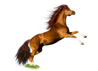 WEBP