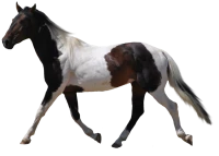 WEBP