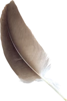 WEBP