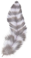 WEBP