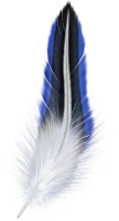 WEBP