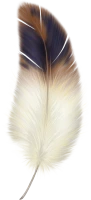 WEBP