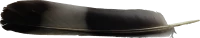 WEBP