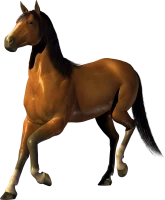 WEBP