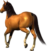 WEBP