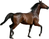 WEBP
