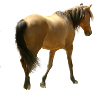WEBP