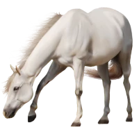 WEBP