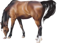 WEBP