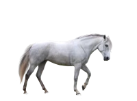WEBP