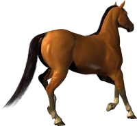 WEBP